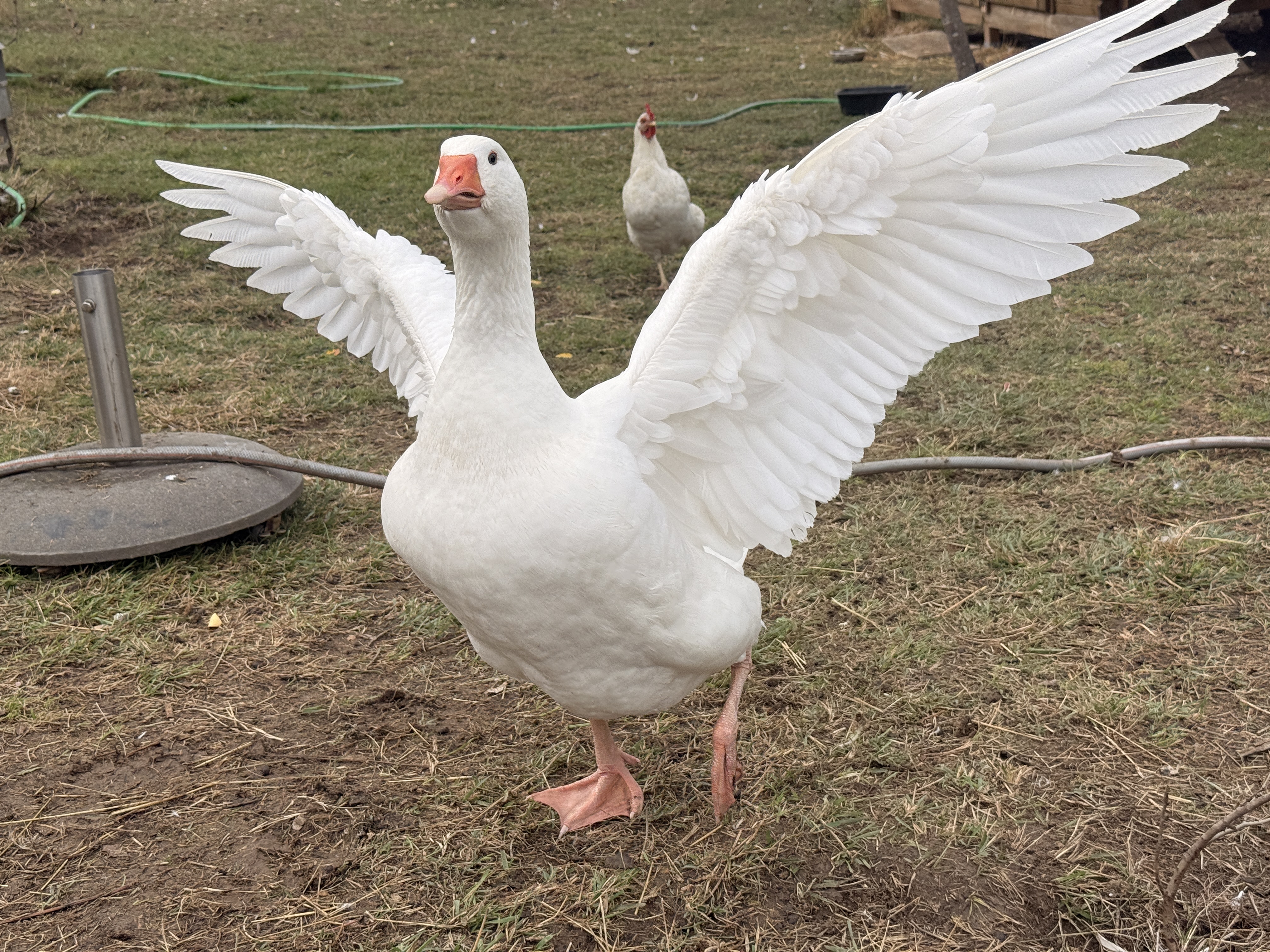 Weisse Gans mit ausgebreiteten Flügeln bei La Bastide in Puycalvel