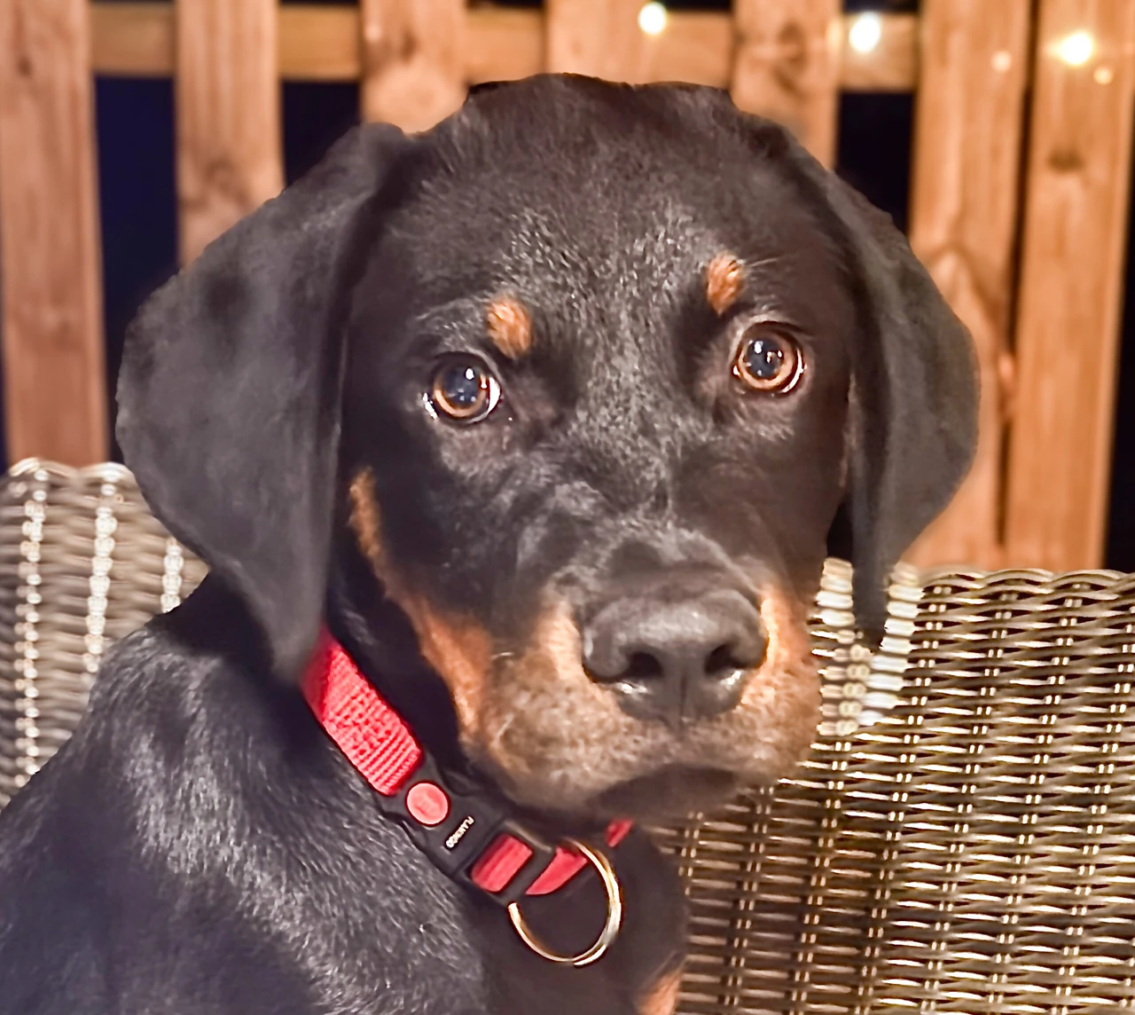 Milo, el perro de La Bastide
