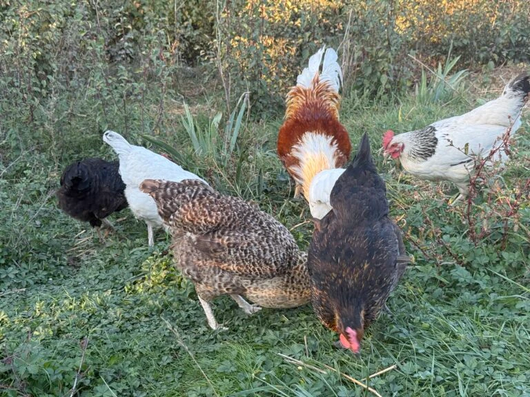 Gallinas en libertad en La Bastide