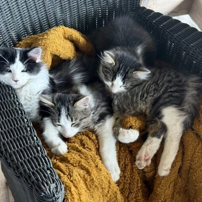 Uno de los gatos de La Bastide