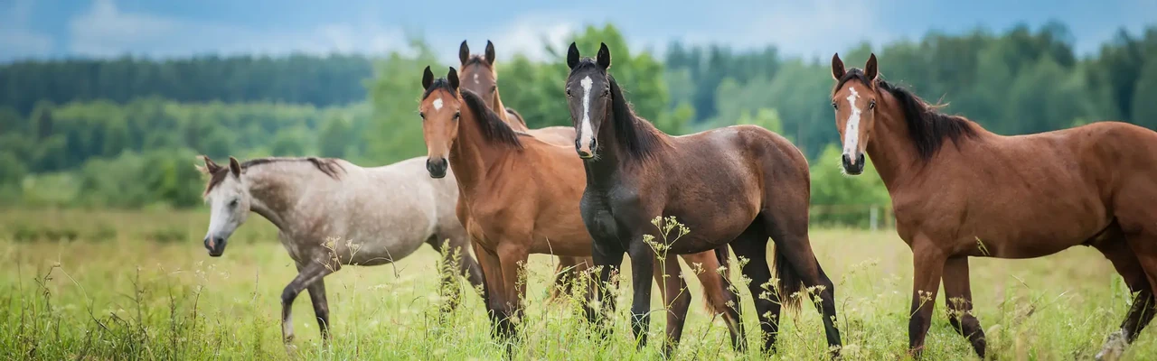 Manada de caballos de La Bastide