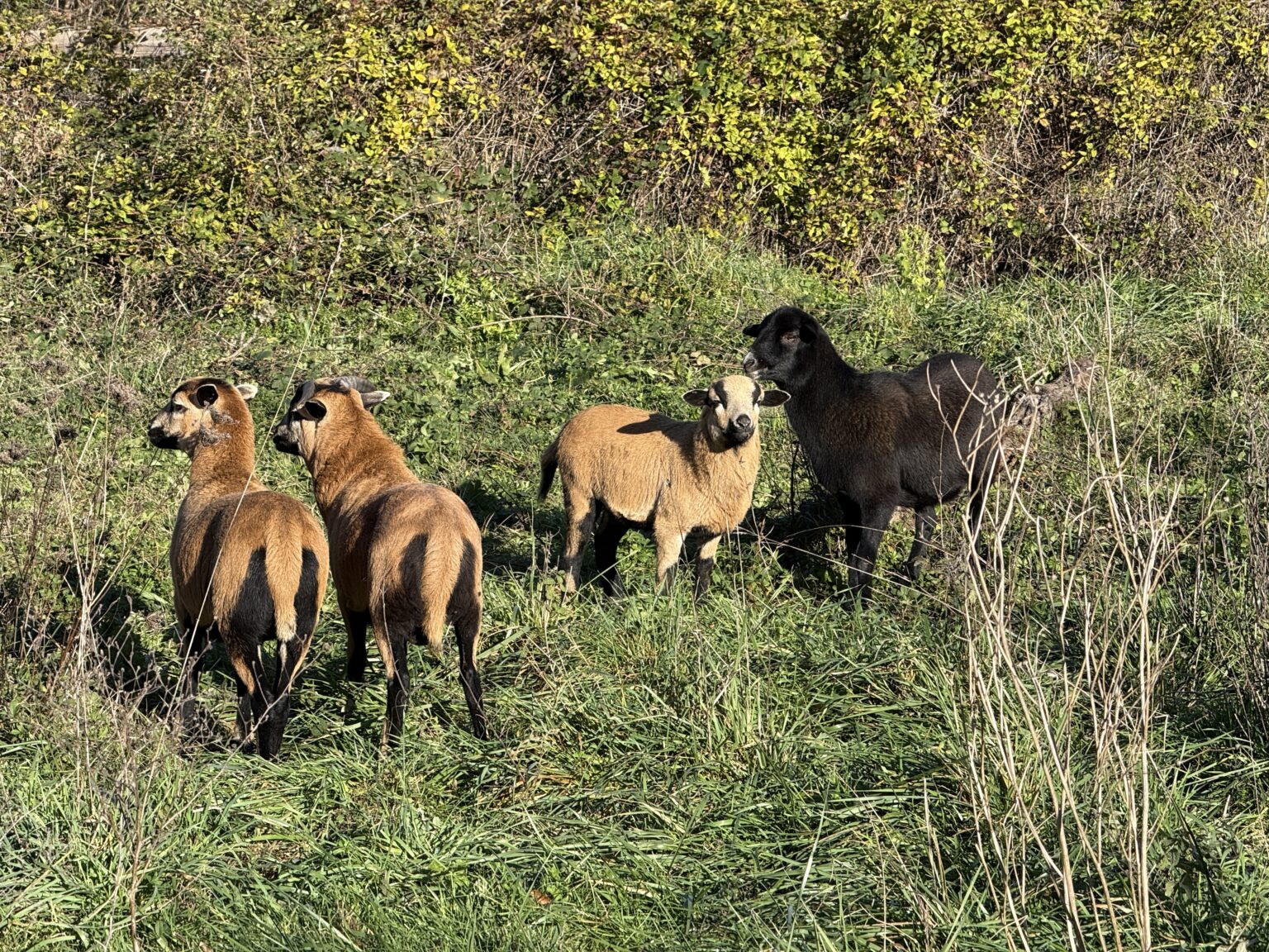 Kamerun-Schafe in La Bastide